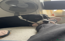 Mixed Breed dogs for sale: Border Collie/Boxer 2 Year Old - Advert 2