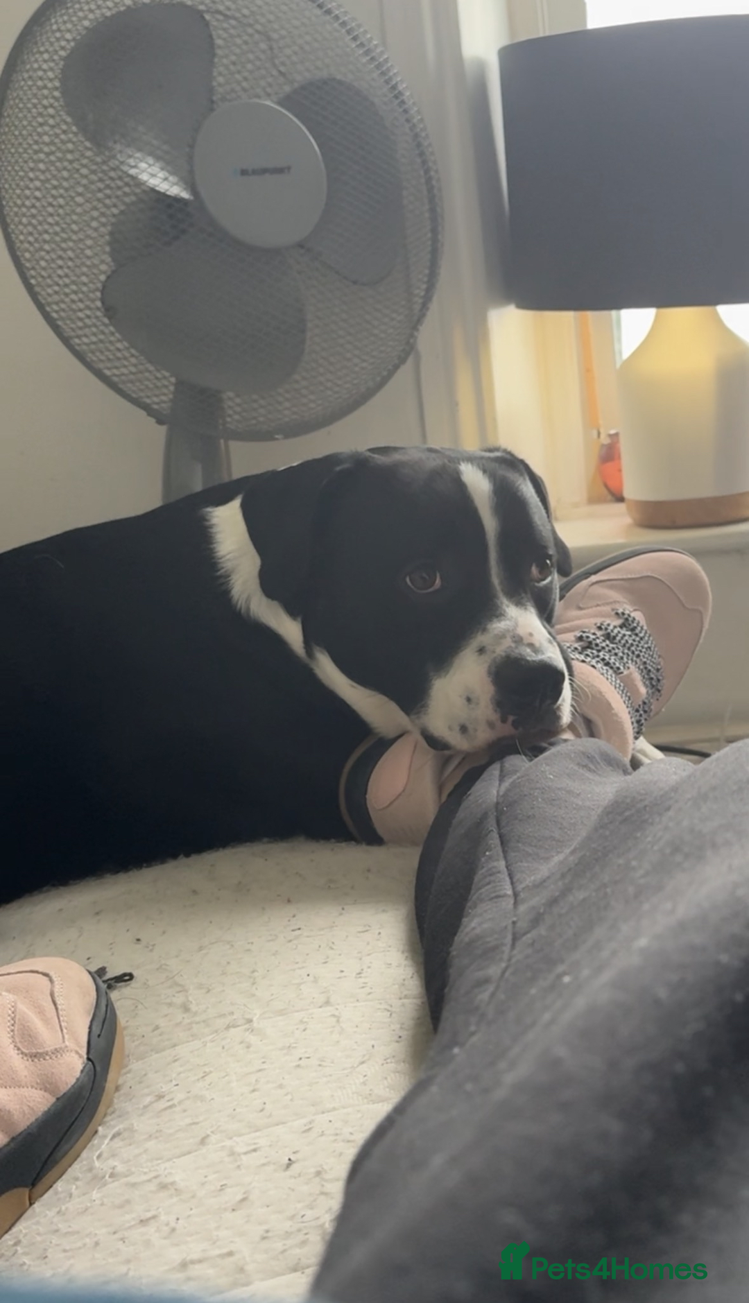 Mixed Breed dogs for sale: Border Collie/Boxer 2 Year Old - Advert 2