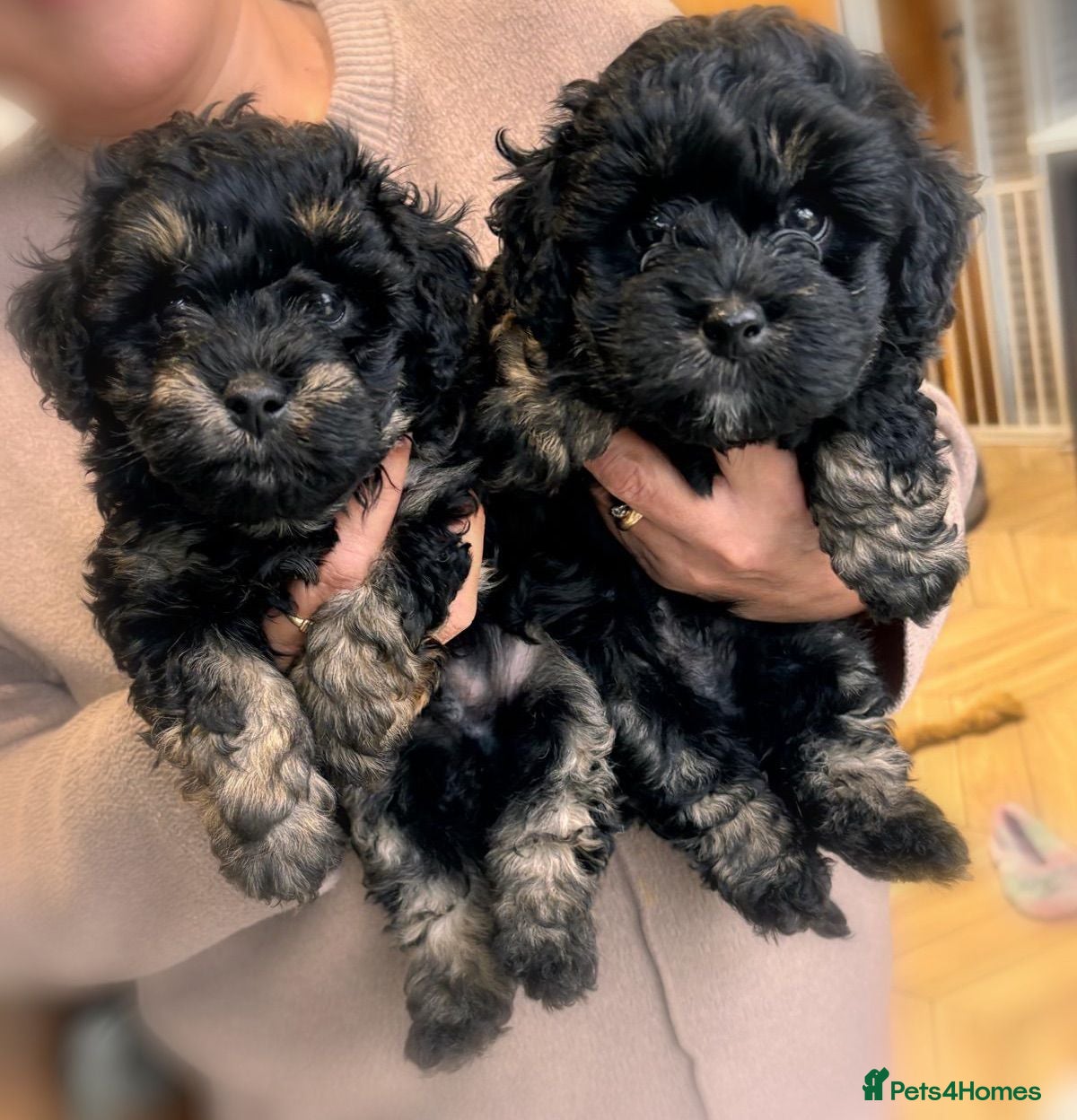 Maltipoo dogs 💎 Merle & Phantom Maltipoo Puppies ❤️ - Advert 4
