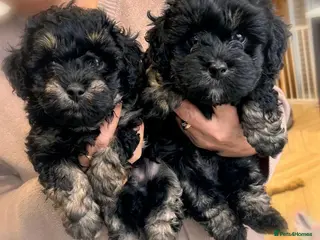 Maltipoo dogs 💎 Merle & Phantom Maltipoo Puppies ❤️ - Advert 17
