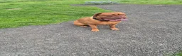 Dogue De Bordeaux dogs for stud: Big Dougie for Stud - Advert 8