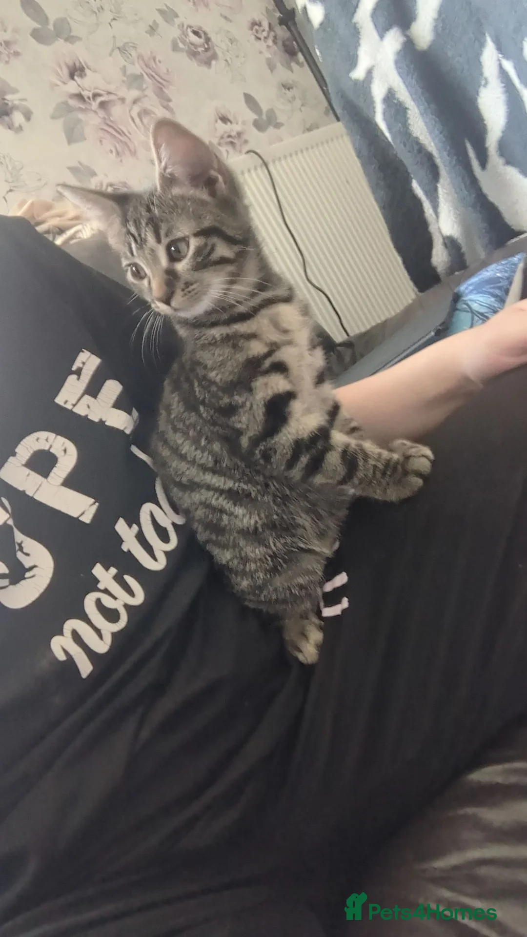 Domestic Shorthair cats for sale: Kittens in Bilston - Advert 2