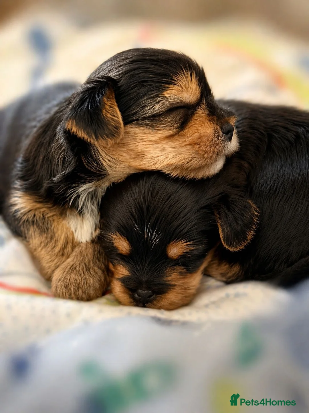 Yorkshire Terrier dogs for sale:  Beautiful little yorkie girl 🐶💕 in Leighton Buzzard - Advert 2
