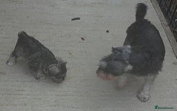 Miniature Schnauzer dogs for sale: Miniature schnauzer puppy - Image 4