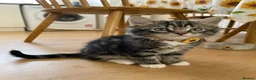 Maine Coon cats for sale: Fluffy Domestic Long Hair Brown Tabby Kitten - Advert 5