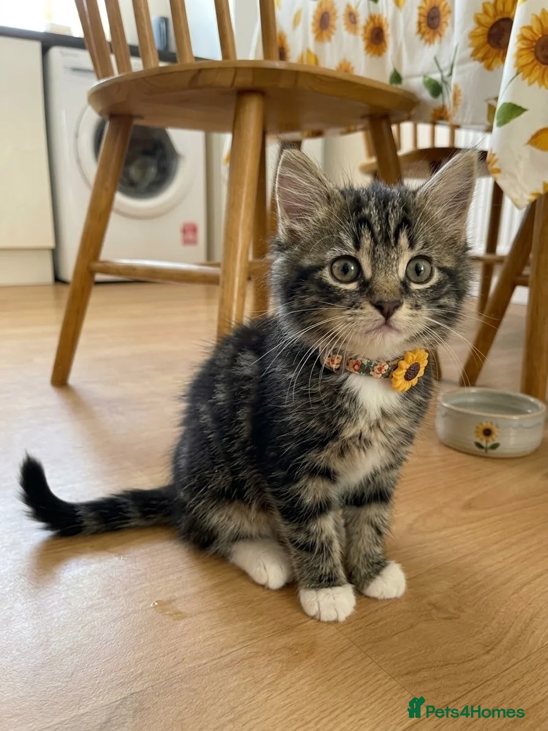 Maine Coon cats for sale: Fluffy Domestic Long Hair Brown Tabby Kitten - Advert 5