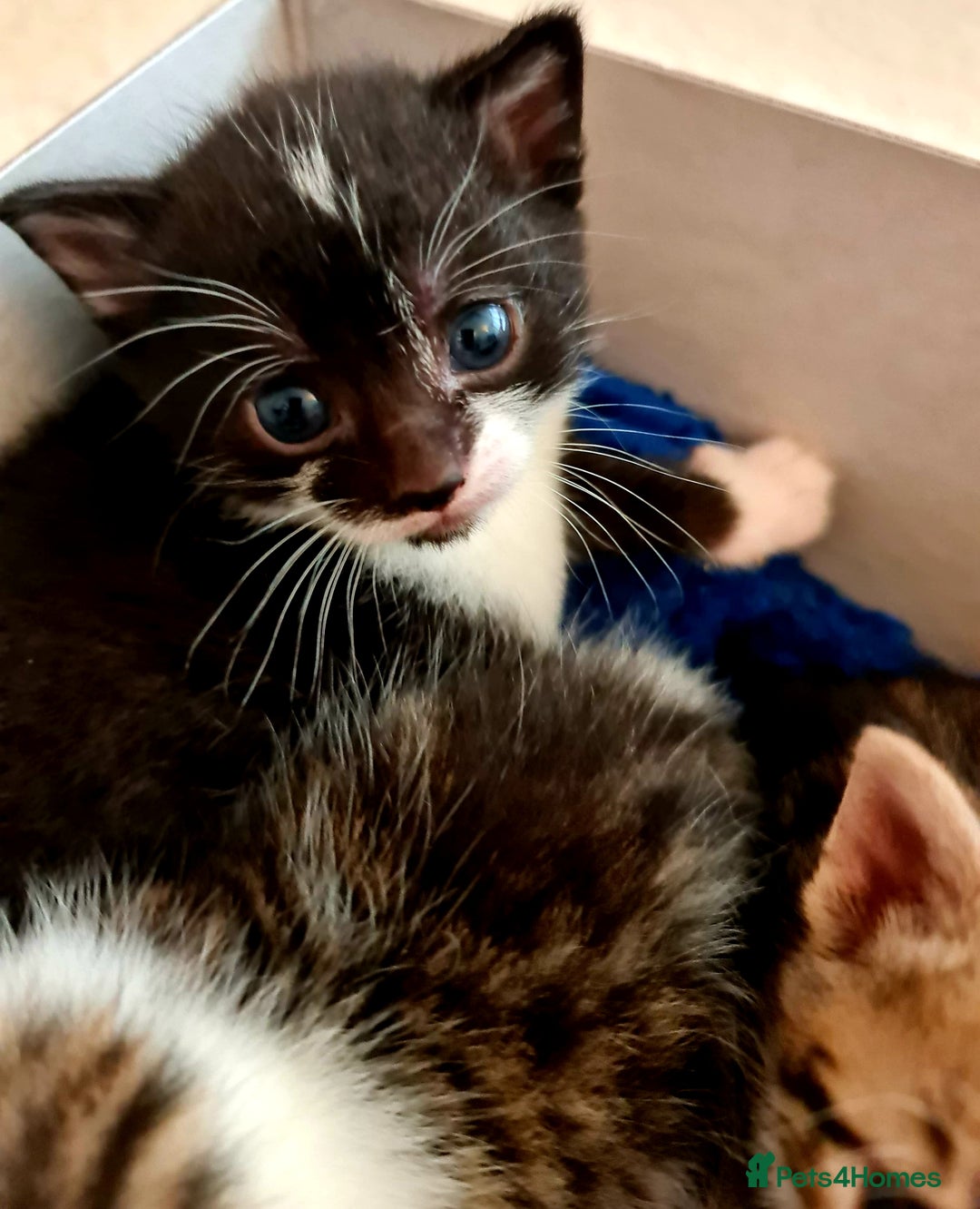 Mixed Breed cats for sale: Sweet Black & White & Tabby Kittens - Image 20