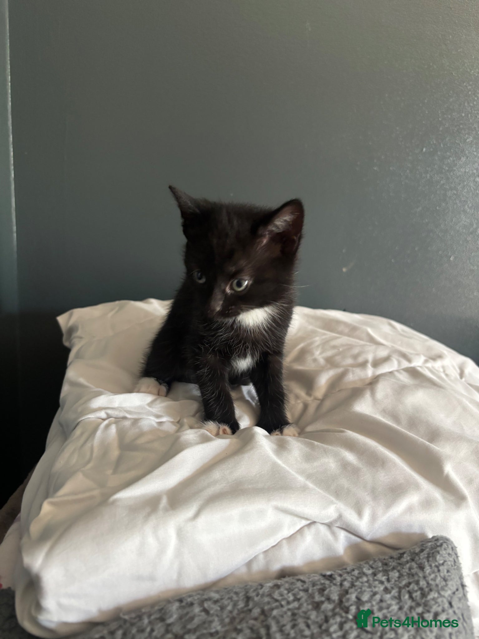 Domestic Shorthair cats Kittens 1FEMALE 1MALE LEFT - Advert 4