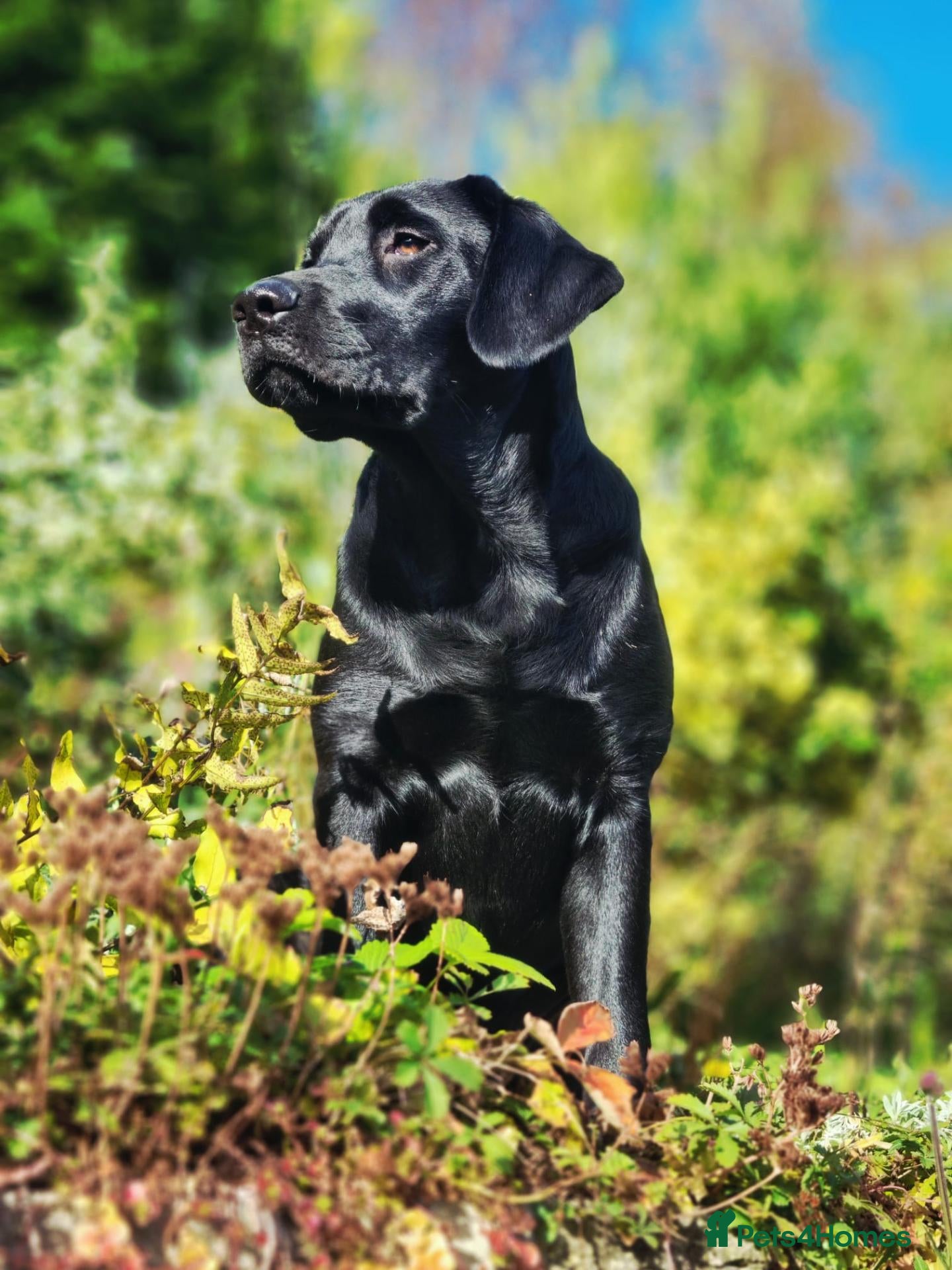 Labrador Retriever dogs Proven KC health tested Labrador stud - Advert 1