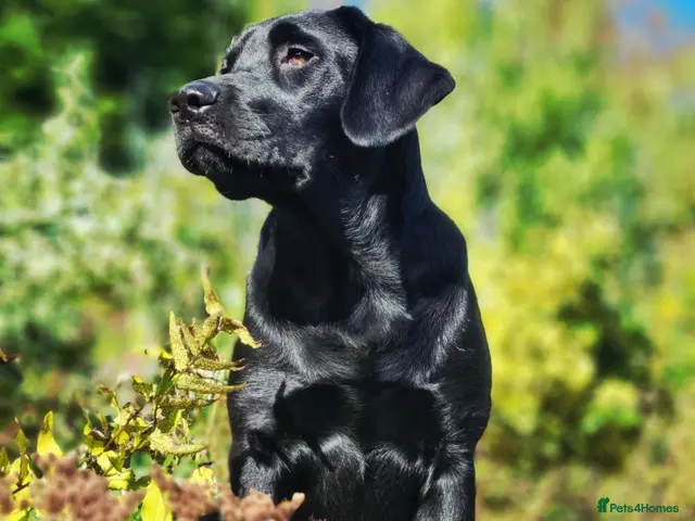 Labrador Retriever dogs for stud: Proven KC health tested Labrador stud - Advert 1