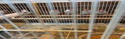 Finches birds for sale: Zebra finches and Java Sparrow finches  - Advert 6