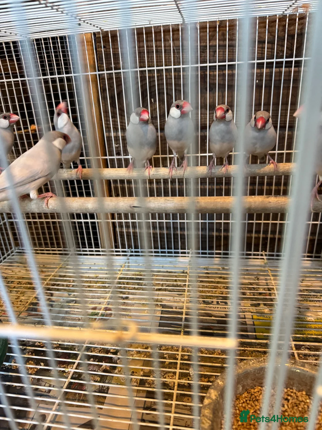 Finches birds for sale: Zebra finches and Java Sparrow finches  - Advert 6