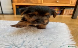 Norfolk Terrier dogs for sale: Norfolk Terrier Puppies  - Image 15