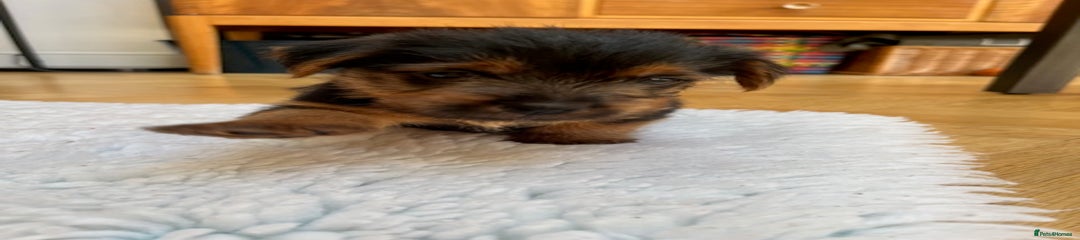 Norfolk Terrier Puppy 1