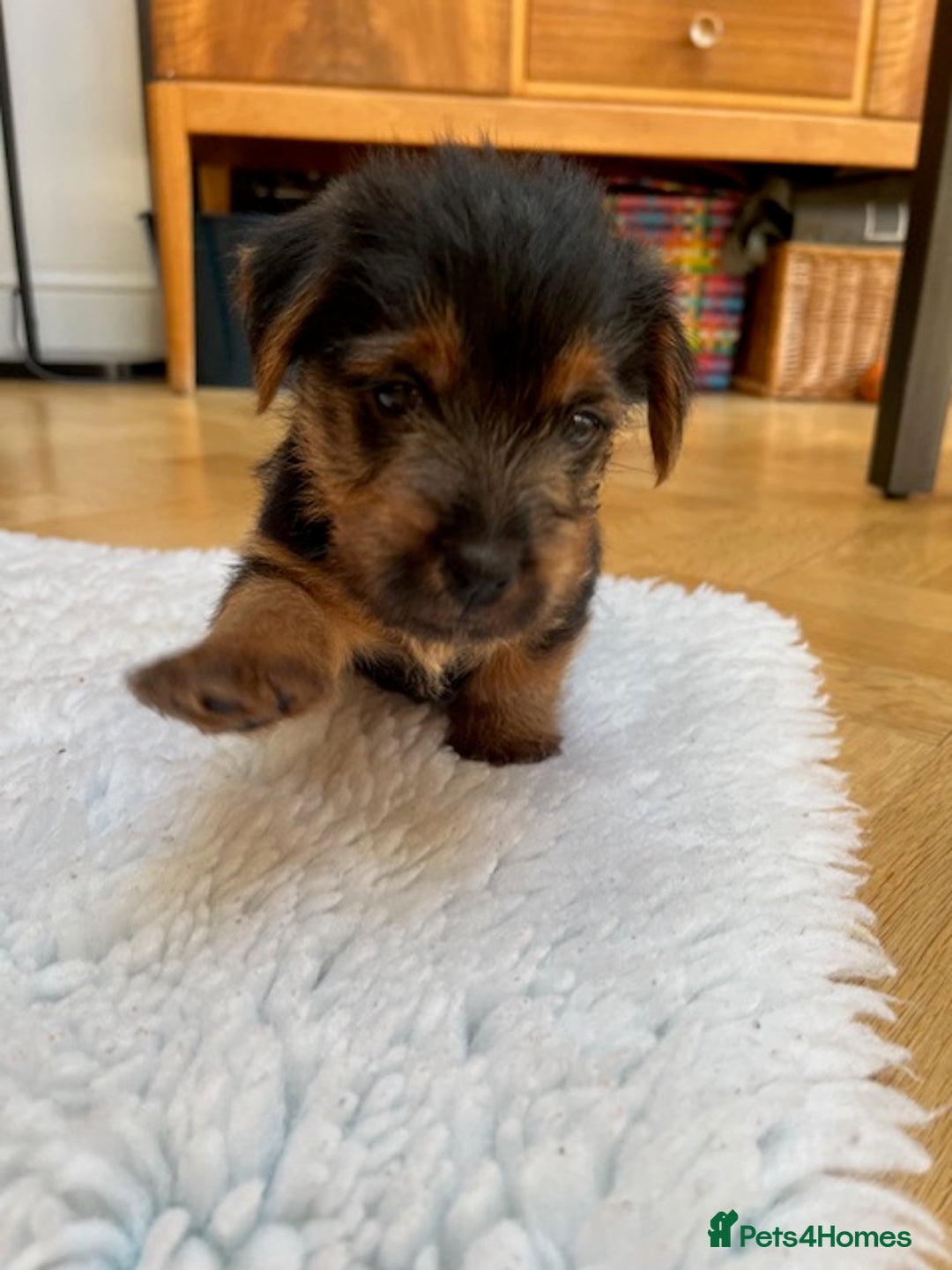 Norfolk Terrier dogs for sale: Norfolk Terrier Puppies  - Image 15