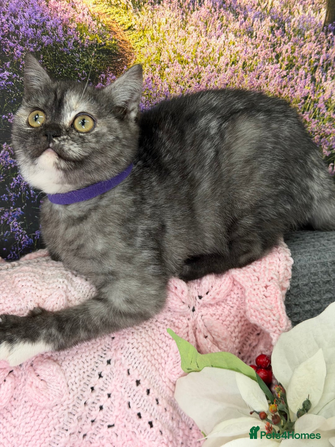 British Shorthair cats for sale: Adorable British sh silver shaded TICA - Advert 9