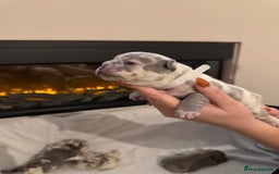 French Bulldog dogs for sale: Beautiful blue and lilac merle French bulldogs - Image 7