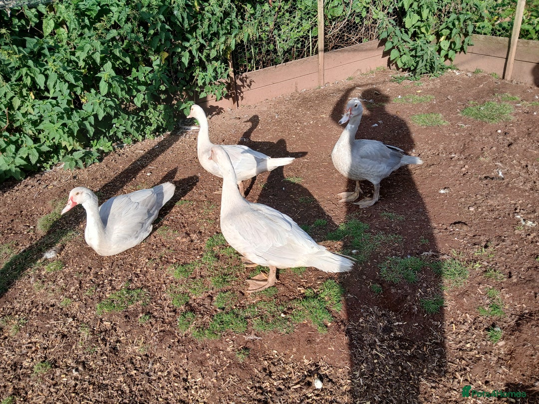 Ducks poultry for sale: Young kharki females(and various other ducks) - Image 3