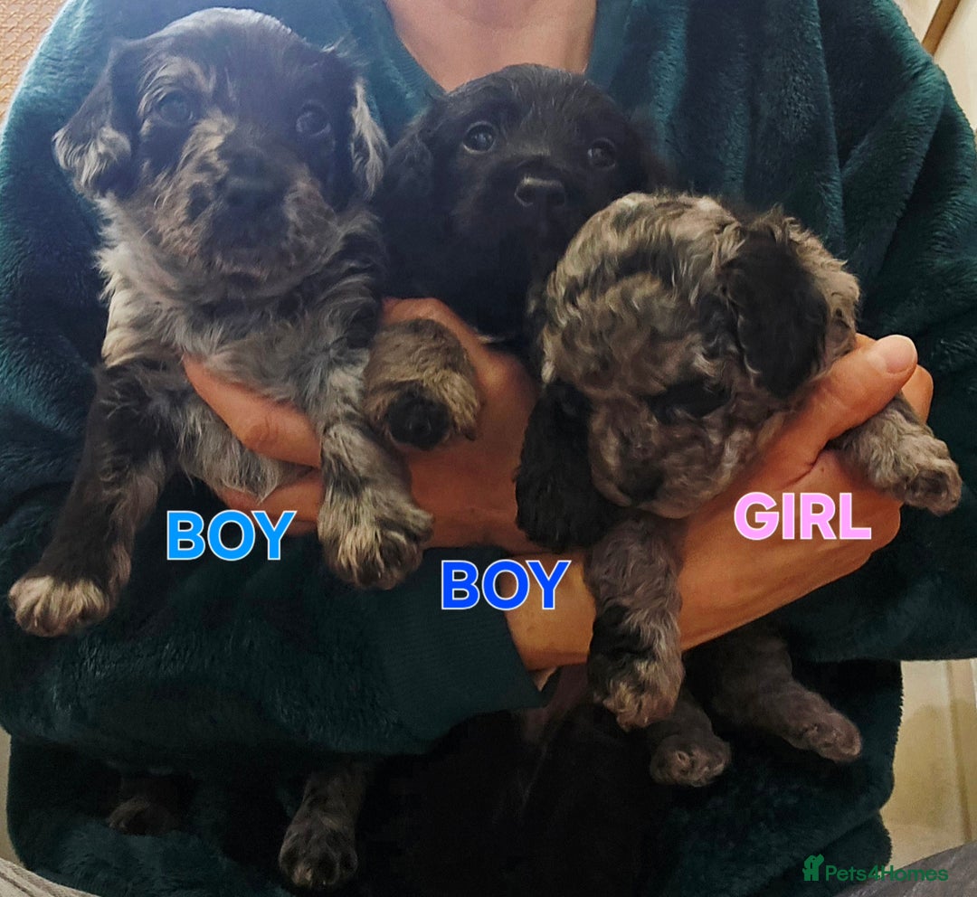 Mixed Breed dogs for sale: Puppies for sale - Advert 1