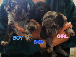 Mixed Breed dogs Puppies for sale - Advert 4