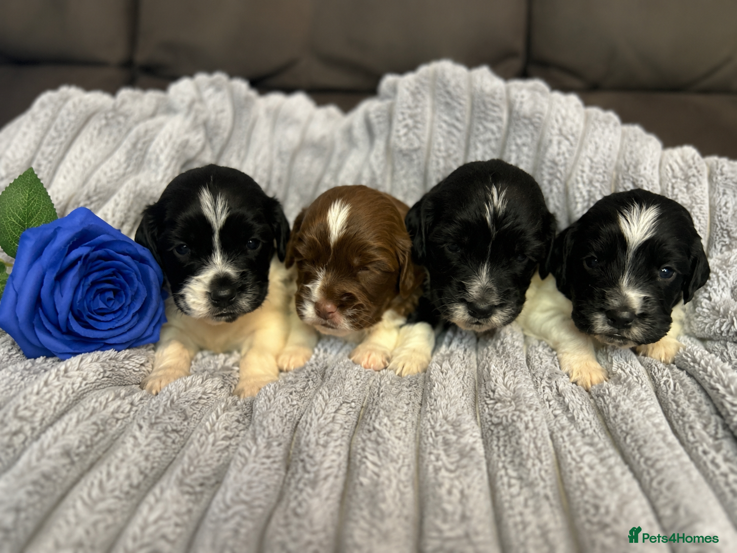 Sprocker dogs Family / Working Sproker Spaniels  - Advert 1