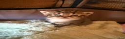 Mixed Breed cats for sale: Kittens  in Ross-on-Wye - Advert 8