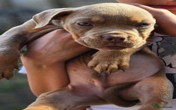 Olde English Bulldogge dogs for sale: Old english bulldoggee mammut/mammoth - Image 31
