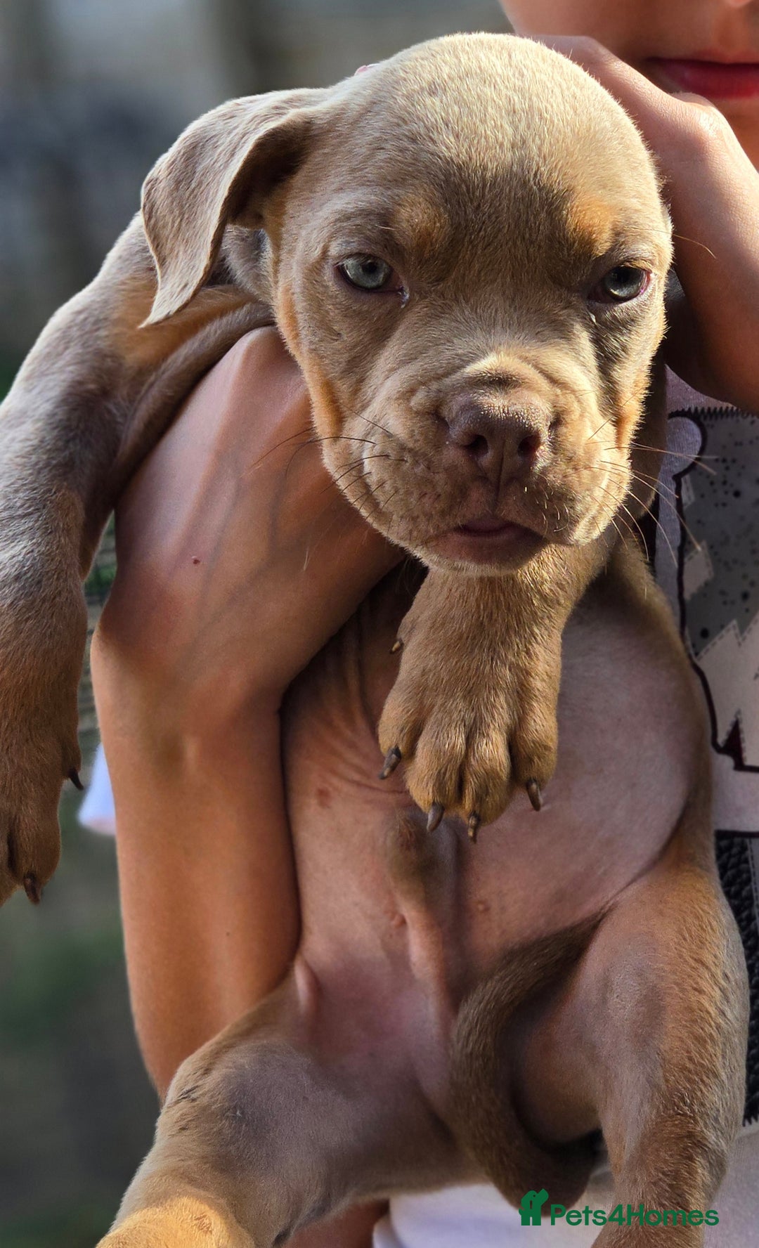 Olde English Bulldogge dogs for sale: Old english bulldoggee mammut/mammoth - Image 31