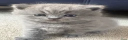 British Shorthair cats for sale: Beautiful British Shorthair Kittens Available  - Advert 11