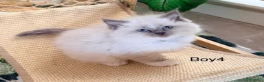 Ragdoll 4