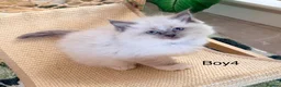 Ragdoll cats for sale: Stunning Champion bloodline TICA Ragdoll kittens - Advert 25