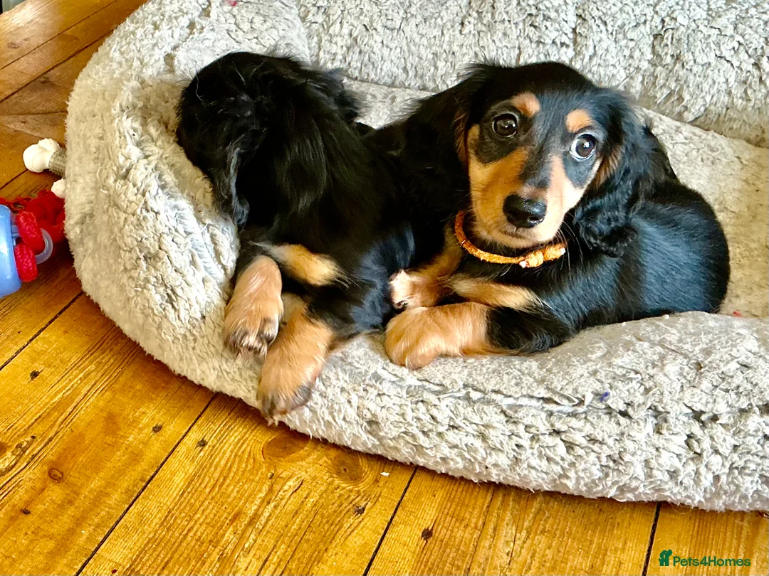 Miniature Dachshund dogs for sale: KC reg mini longhaired dachshund pups 1 girl2xboys - Advert 30