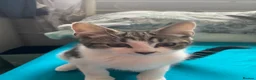 Maine Coon cats for sale: Playful Maine coon kittens ready for a loving home - Advert 10