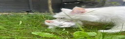 Turkish Angora cats for sale: 🐾 Two adorable kittens looking for a forever home in Hemel Hempstead - Advert 16