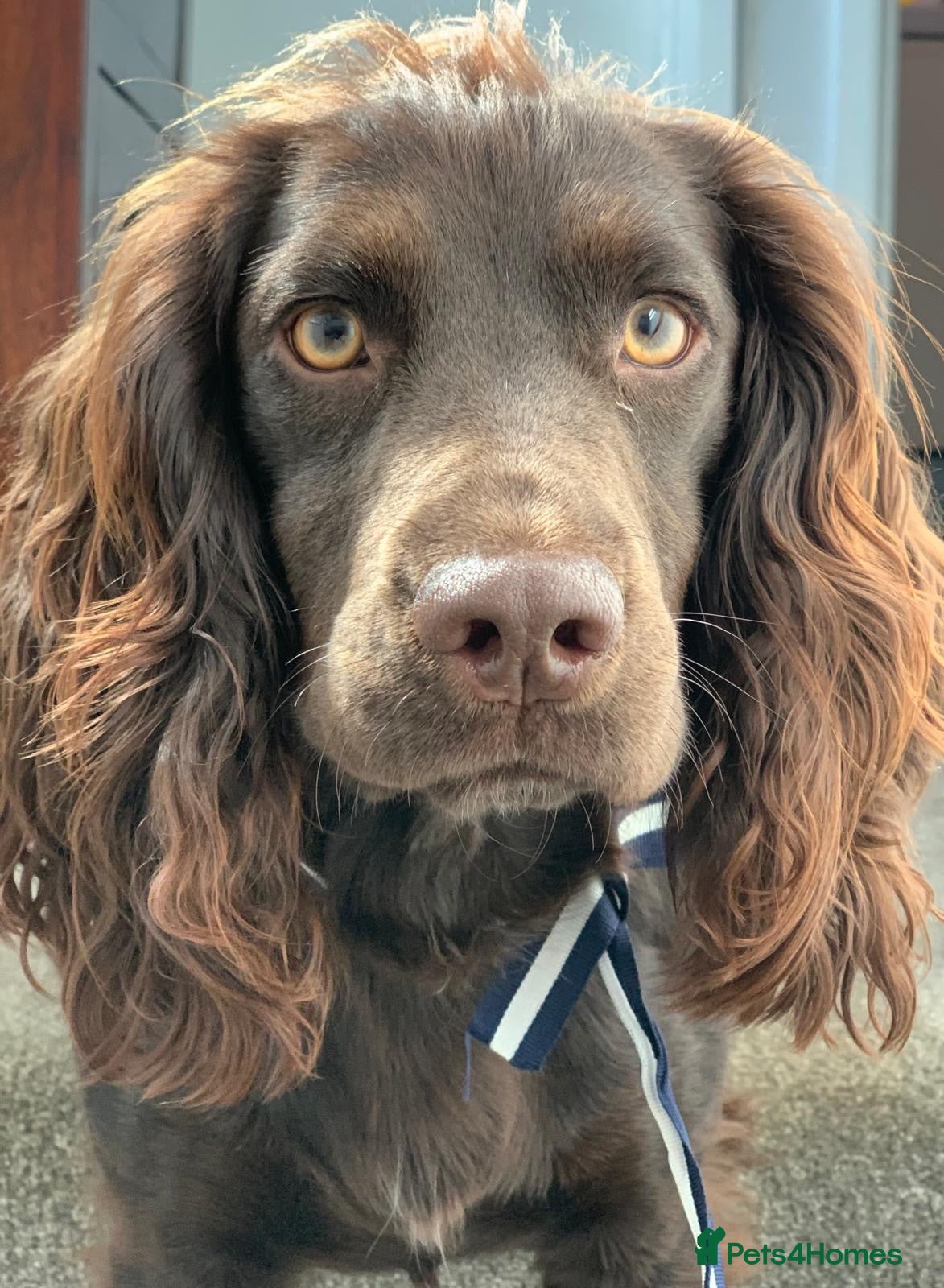 Cocker Spaniel dogs Fully health tested, KC Registered Cocker Spaniels - Advert 2