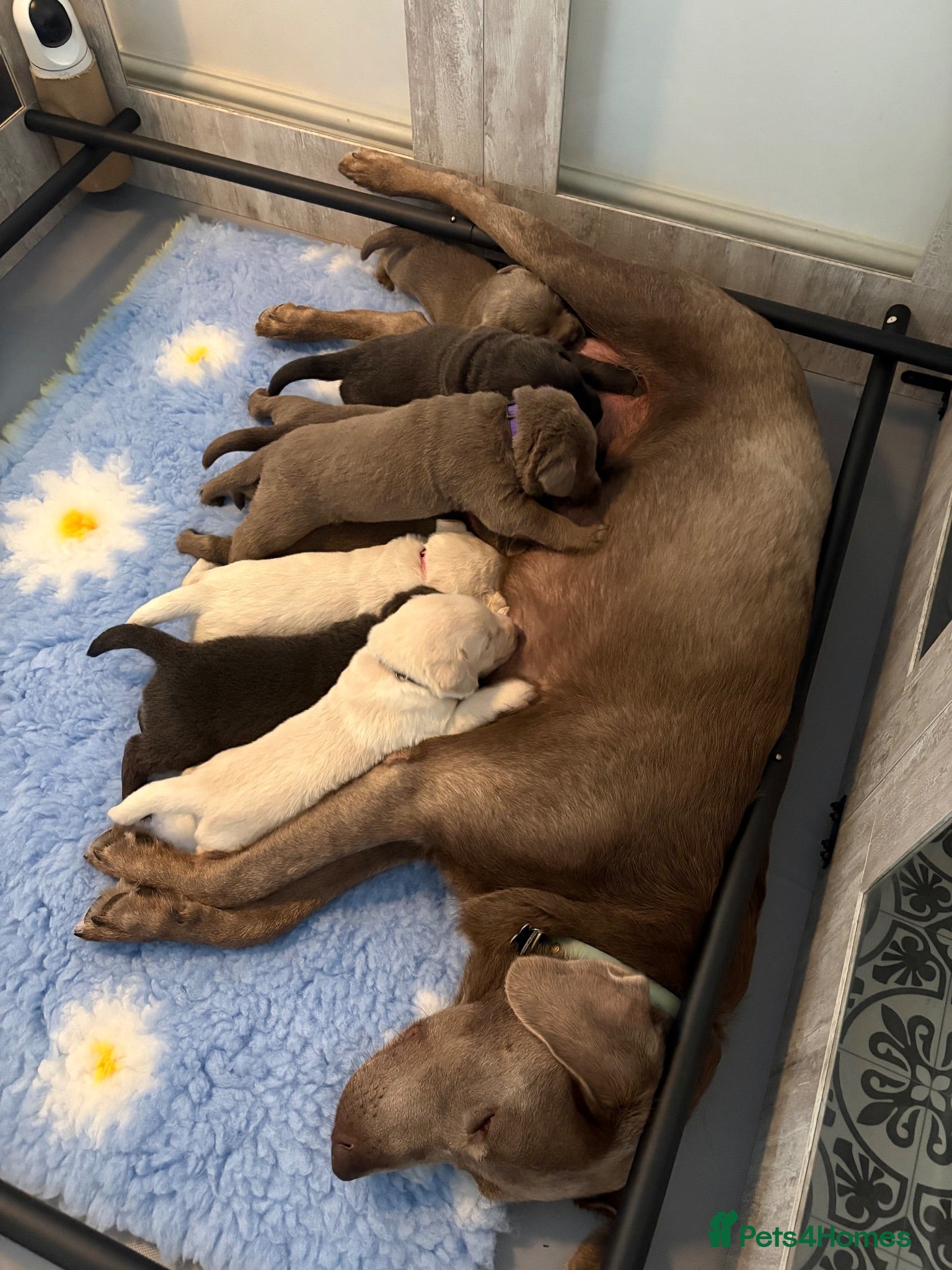 Labrador Retriever dogs KC registered Silver/Champagne/Charcoal Labradors - Advert 1