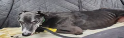 Greyhound dogs for adoption: ***FERN RESCUE* 8 YR OLD GREYHOUND FOR ADOPTION*** in Glasgow - Advert 3