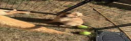 Labrador Retriever dogs for sale: Beautiful lab Puppys kc reg  in Tonbridge - Advert 3