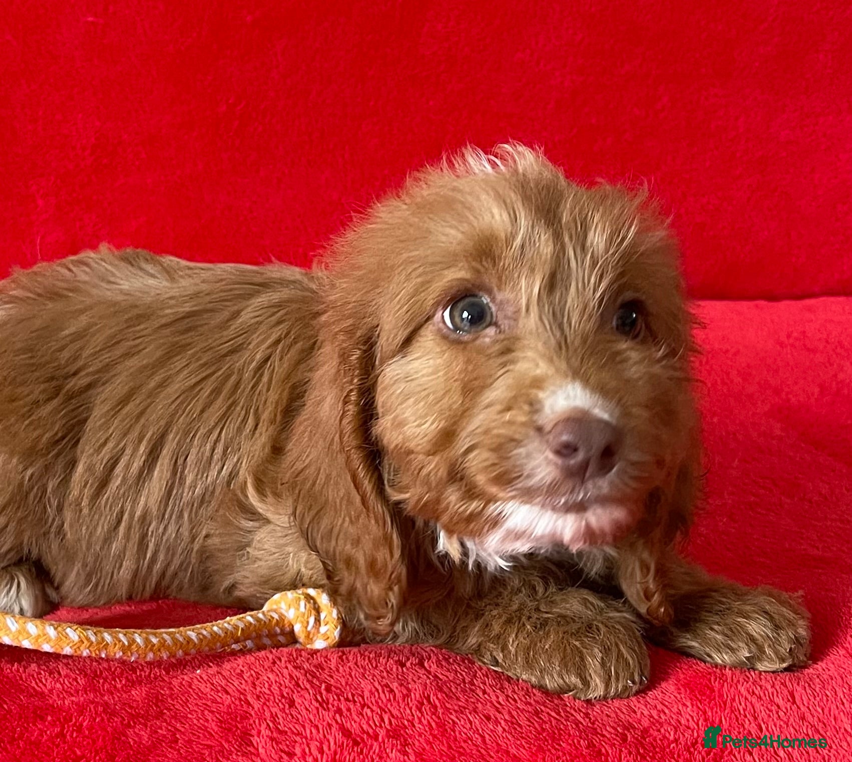 Cockapoo dogs Beautiful F1 cockerpoo pups NOW READY - Advert 1