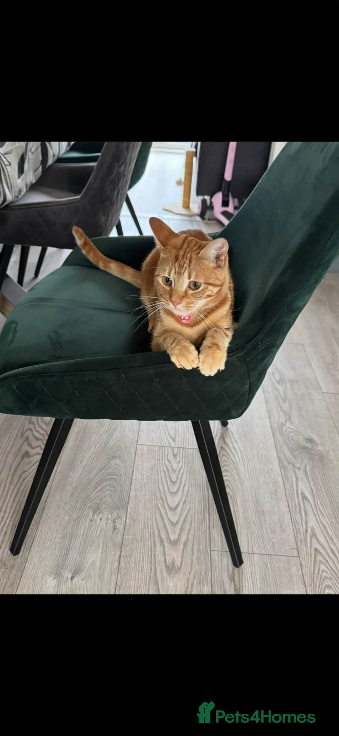 Mixed Breed cats for sale: Simba in Blackburn - Advert 2