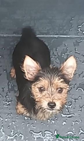 Mixed Breed dogs Yorkshire terrier cross - Advert 1