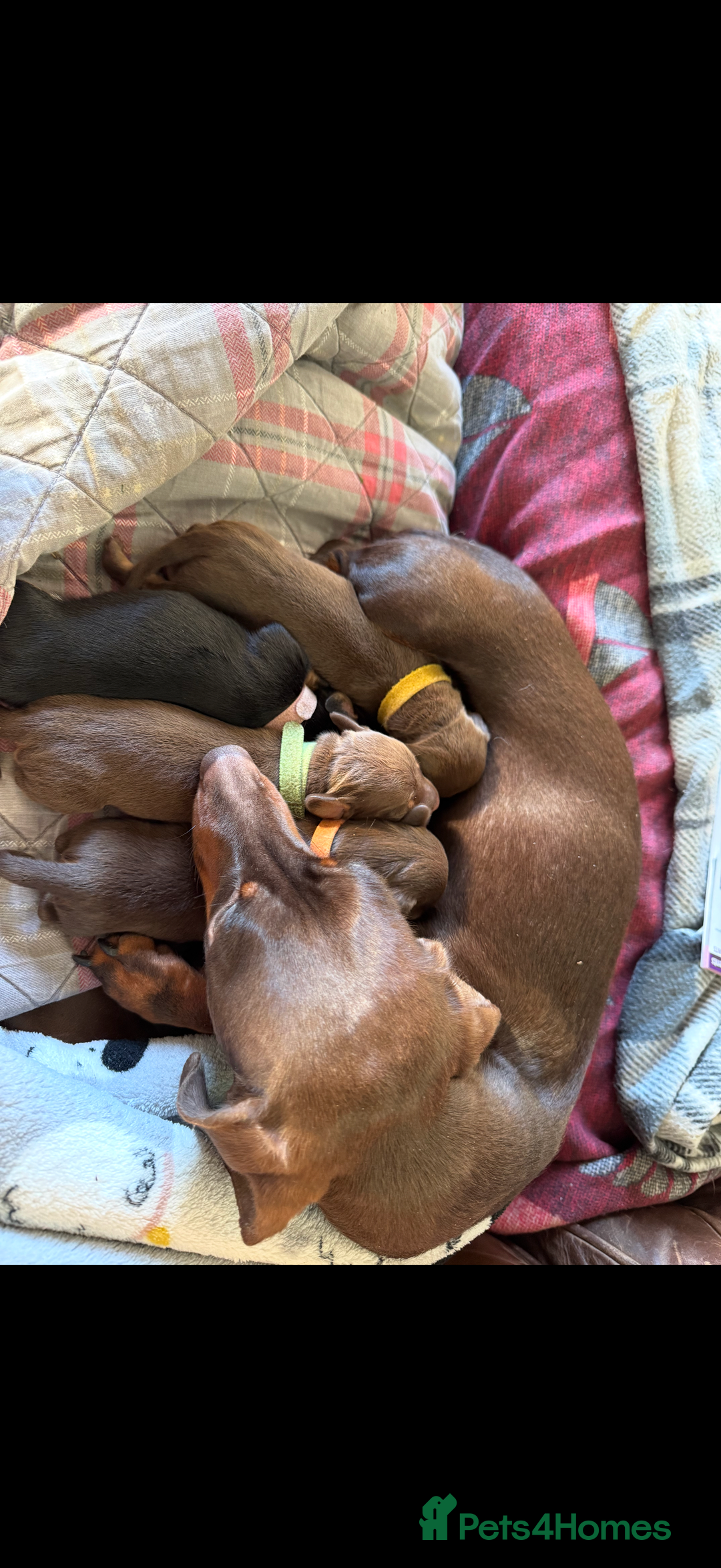 Miniature Dachshund dogs for stud: Proven miniature daschund - Advert 3