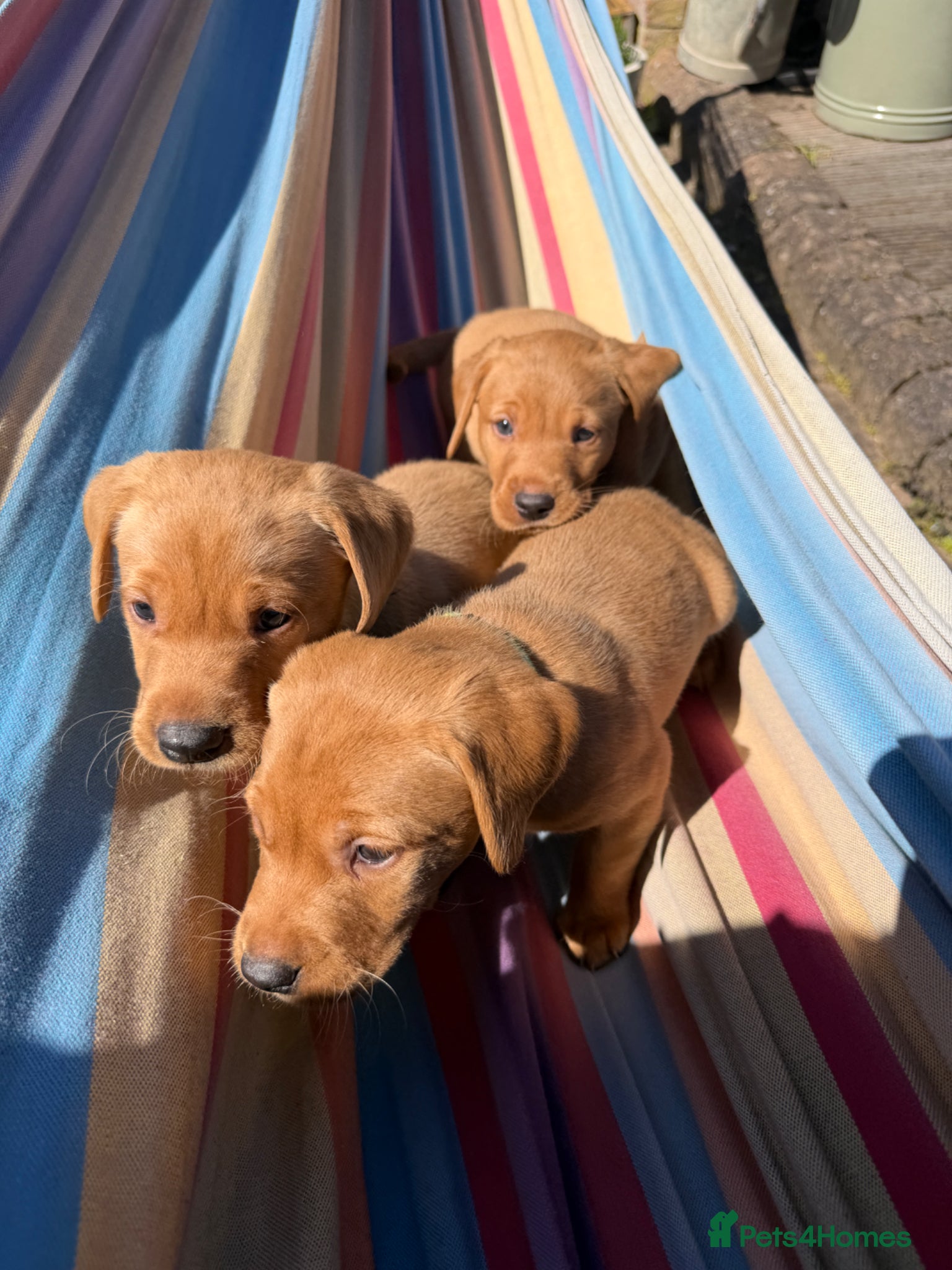 Labrador Retriever dogs KC FOX RED LABRADOR HEALTH TESTED HOMEBRED PUPS - Advert 2