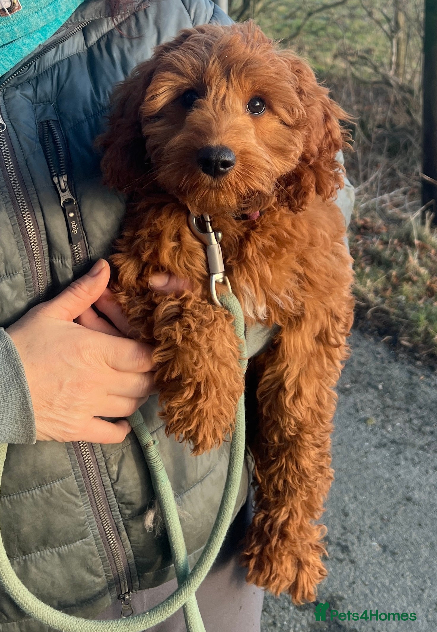 Cockapoo dogs F1 female cockapoo - Advert 1