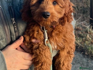 Cockapoo dogs F1 female cockapoo - Advert 2