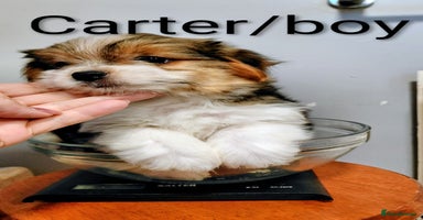 Biewer Terrier dogs - Advert 12