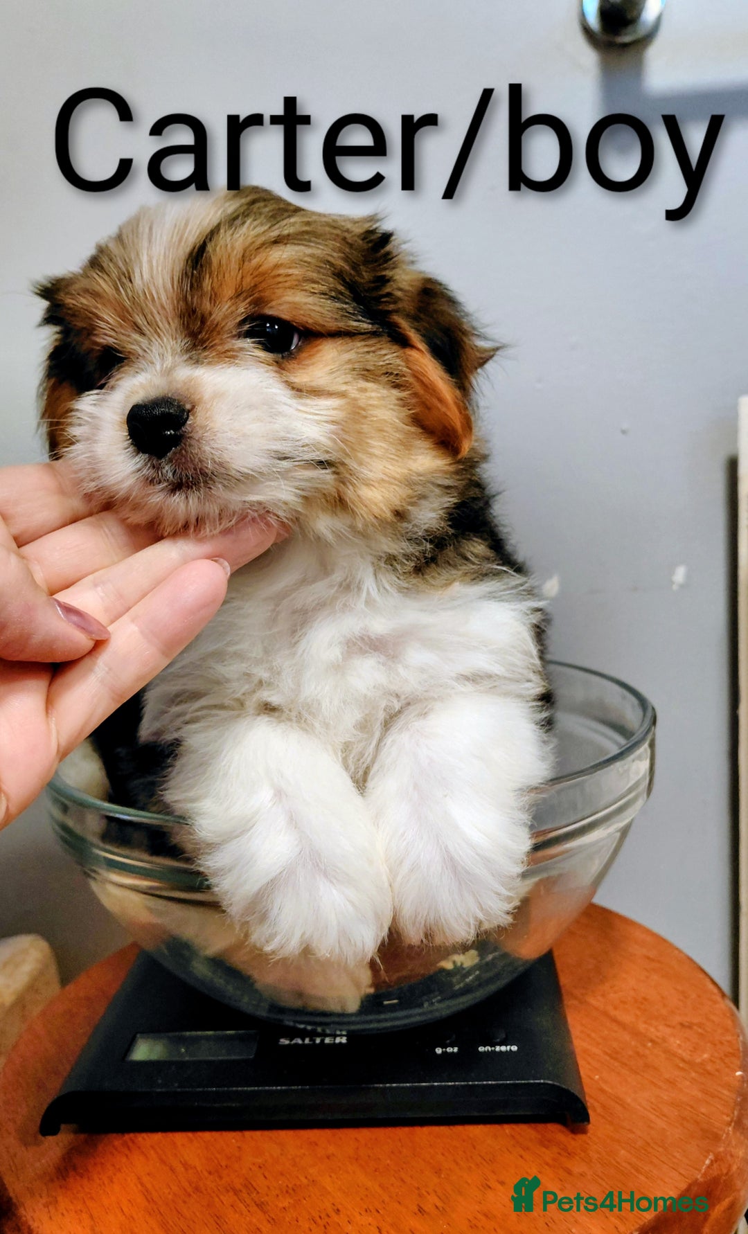Biewer Terrier dogs for sale: Biewer terrier puppies (white yorkies) - Image 2