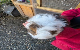 Guinea Pig rodents for sale: Long haired  - Advert 5