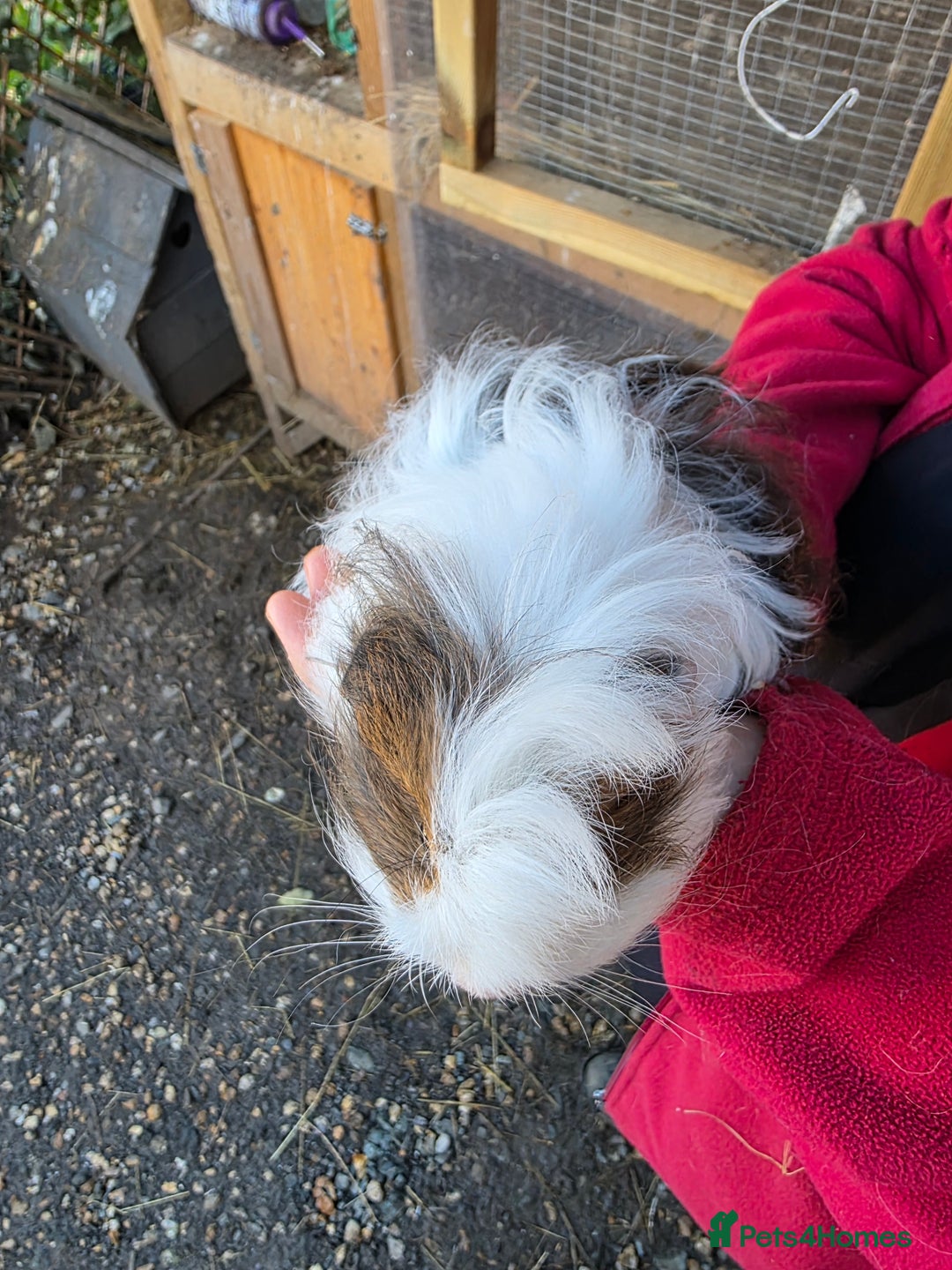 Guinea Pig rodents for sale: Long haired  - Advert 5