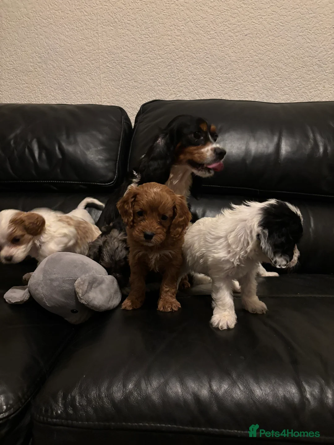 Cavapoo dogs for sale: F1 Cavapoo puppies  - Advert 9